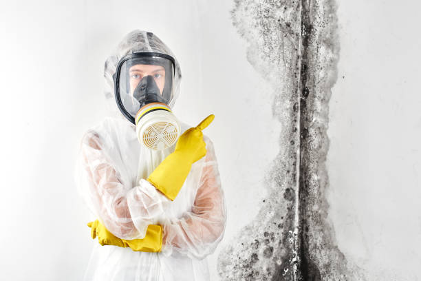 Reliable River Falls, WI Mold Removal Services Solutions