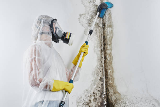 Best Basement Mold Removal  in River Falls, WI