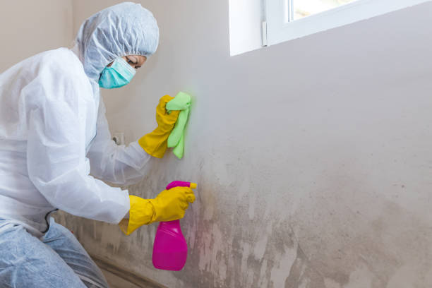 Why You Should Choose Our Mold Remediation Services in River Falls, WI