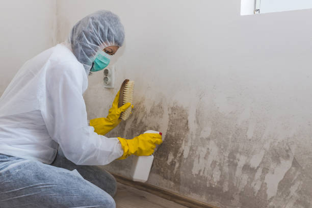 Best Biohazard Mold Removal  in River Falls, WI