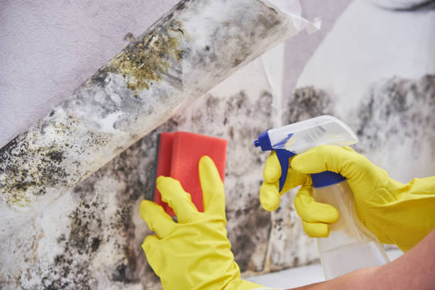 Best Mold Removal for HVAC Installations  in River Falls, WI